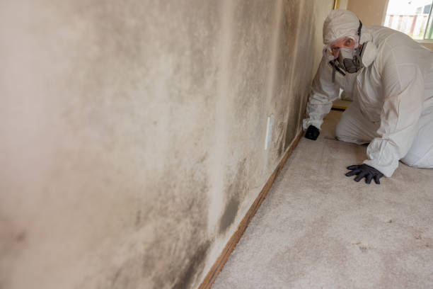 Reliable Winter Gardens, CA Mold Removal Solutions